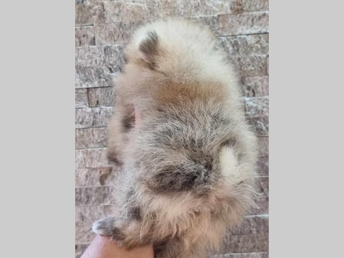 pomeranac boo tea cup ženka besplatni mali oglasi