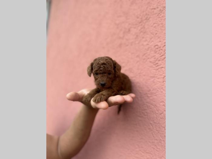 u ponudi crvene tzv toy pudle oba pola besplatni mali oglasi