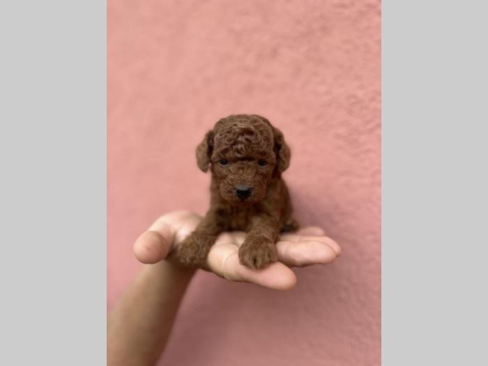u ponudi crvene tzv toy pudle oba pola besplatni mali oglasi