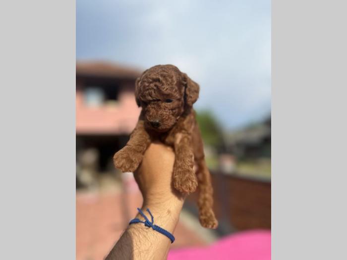 u ponudi crvene tzv toy pudle oba pola besplatni mali oglasi