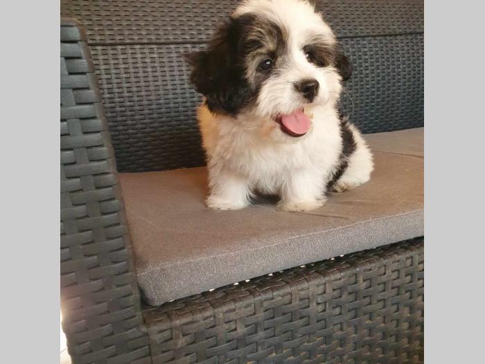 maltipoo štenci vrhunskog kvaliteta besplatni mali oglasi