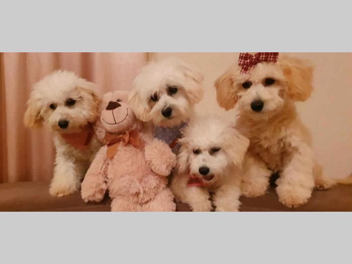 maltipoo štenci vrhunskog kvaliteta besplatni mali oglasi