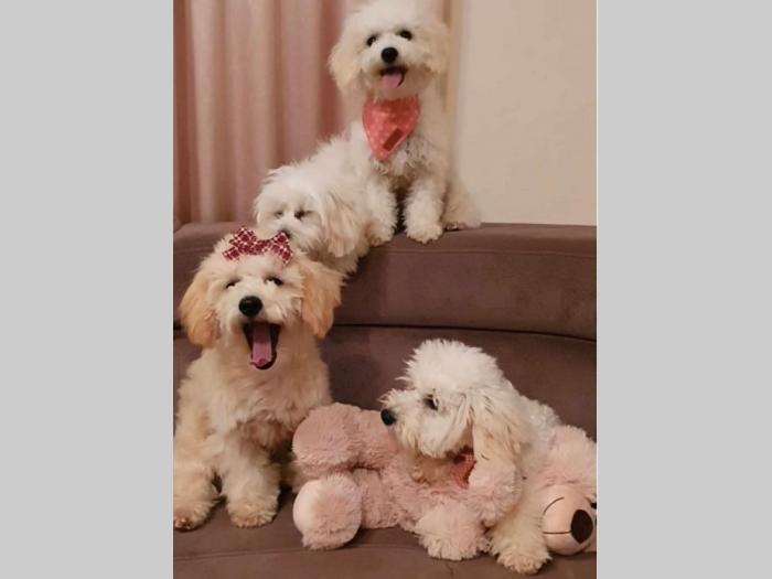 maltipoo štenci vrhunskog kvaliteta besplatni mali oglasi