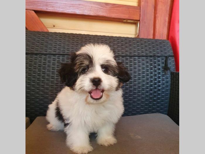 maltipoo štenci vrhunskog kvaliteta besplatni mali oglasi