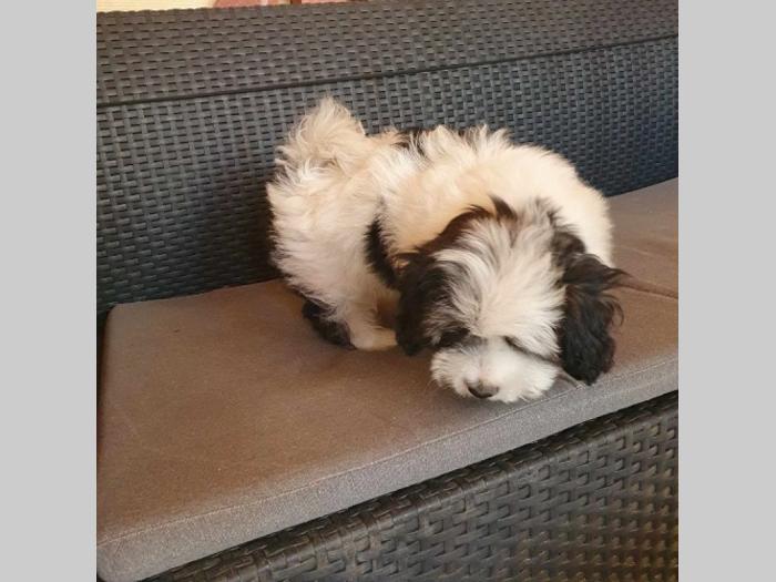 maltipoo štenci vrhunskog kvaliteta besplatni mali oglasi