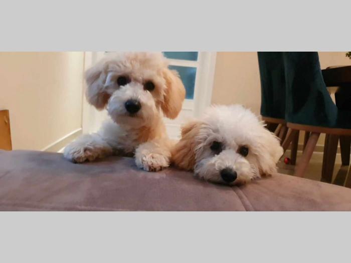 maltipoo štenci vrhunskog kvaliteta besplatni mali oglasi