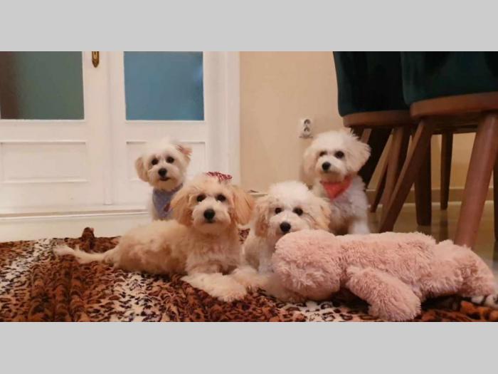 maltipoo štenci vrhunskog kvaliteta besplatni mali oglasi
