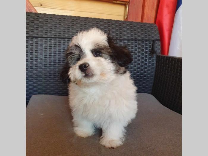 maltipoo štenci vrhunskog kvaliteta besplatni mali oglasi
