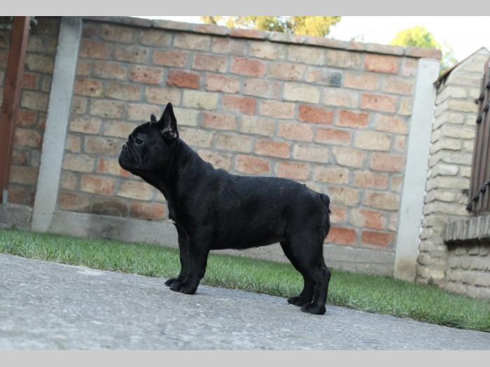štenci francuskog buldoga besplatni mali oglasi