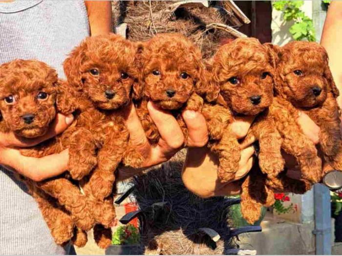 štenci vrhunskih toy pudlica samo u pom hash starsu besplatni mali oglasi