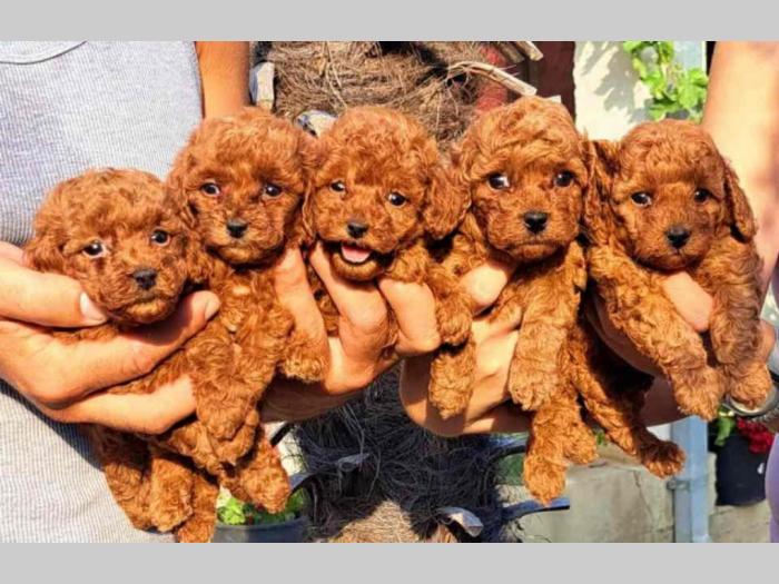 štenci vrhunskih toy pudlica samo u pom hash starsu besplatni mali oglasi