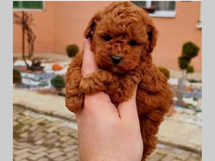 štenci vrhunskih toy pudlica samo u pom hash starsu besplatni mali oglasi