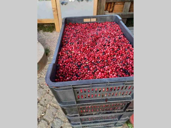 prodaja evropske brusnice sa vlasinskog jezera besplatni mali oglasi