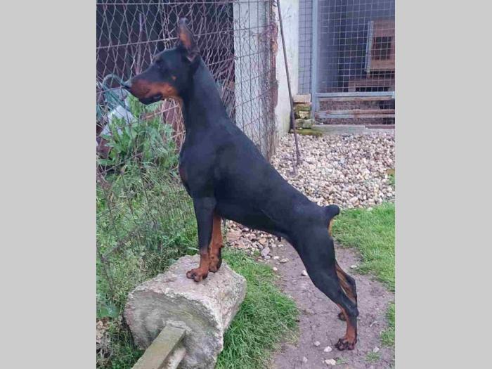 doberman ženka na prodaju 2,5 godine stara besplatni mali oglasi