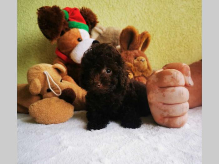 pudla tzv toy braon boje 1 žensko i 2 muška šteneta besplatni mali oglasi