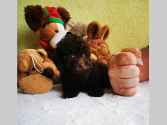pudla tzv toy braon boje 1 žensko i 2 muška šteneta besplatni mali oglasi