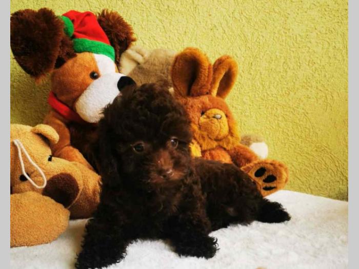 pudla tzv toy braon boje 1 žensko i 2 muška šteneta besplatni mali oglasi