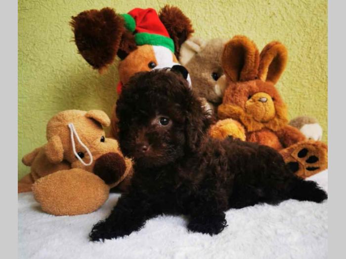 pudla tzv toy braon boje 1 žensko i 2 muška šteneta besplatni mali oglasi