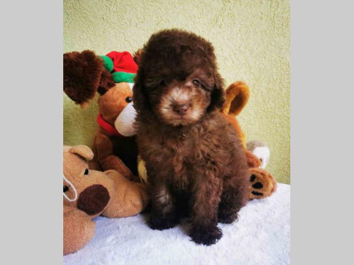 pudla tzv toy braon boje 1 žensko i 2 muška šteneta besplatni mali oglasi