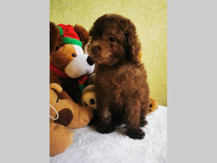 pudla tzv toy braon boje 1 žensko i 2 muška šteneta besplatni mali oglasi