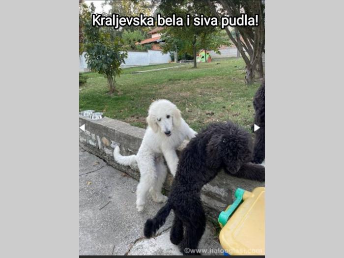 pudle prelepi štenci besplatni mali oglasi
