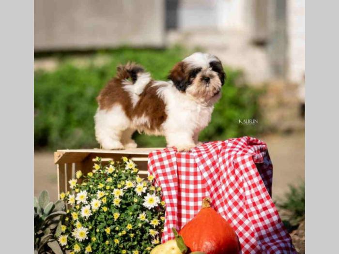 shih tzu vrhunski štenci besplatni mali oglasi