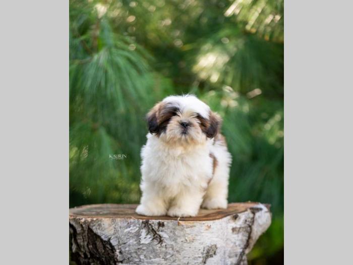 shih tzu vrhunski štenci besplatni mali oglasi