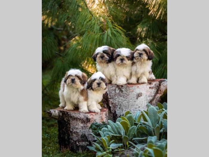 shih tzu vrhunski štenci besplatni mali oglasi