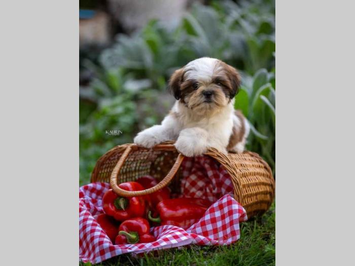 shih tzu vrhunski štenci besplatni mali oglasi