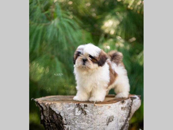 shih tzu vrhunski štenci besplatni mali oglasi