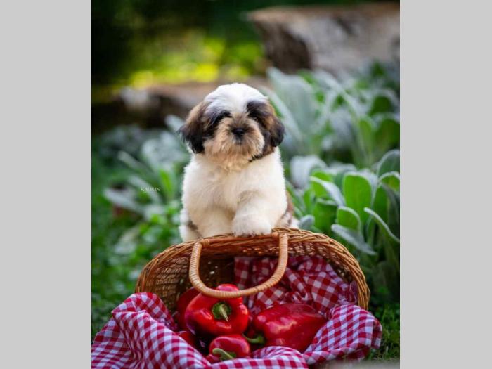 shih tzu vrhunski štenci besplatni mali oglasi