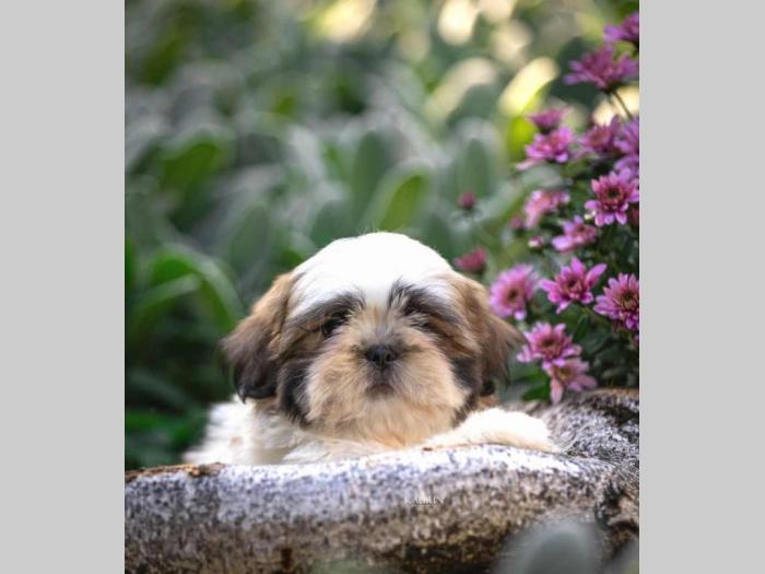shih tzu vrhunski štenci besplatni mali oglasi
