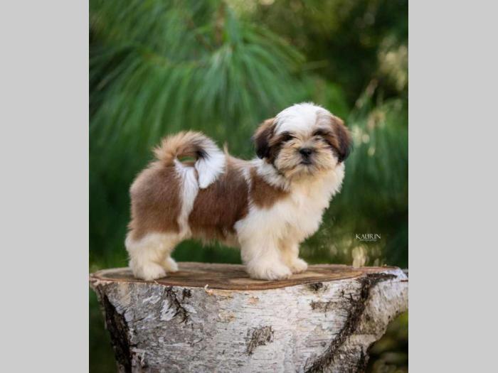 shih tzu vrhunski štenci besplatni mali oglasi