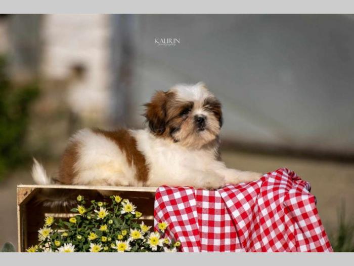 shih tzu vrhunski štenci besplatni mali oglasi