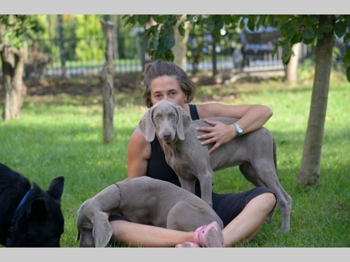 vajmarski ptičar štene besplatni mali oglasi