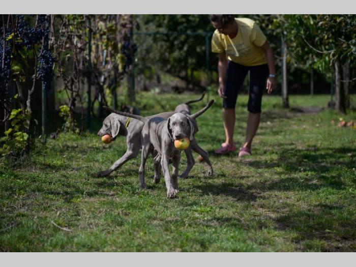 vajmarski ptičar štene besplatni mali oglasi