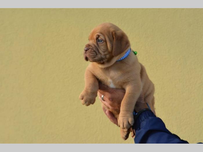 štenci bordoške doge vrhunske krvne linije besplatni mali oglasi