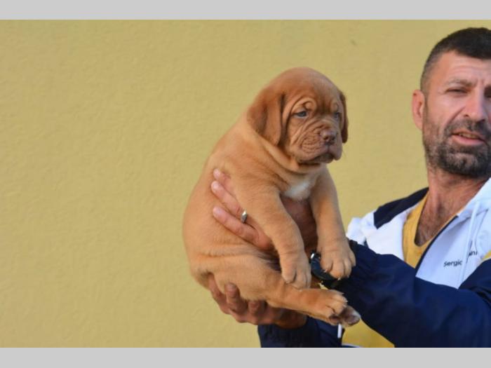 štenci bordoške doge vrhunske krvne linije besplatni mali oglasi