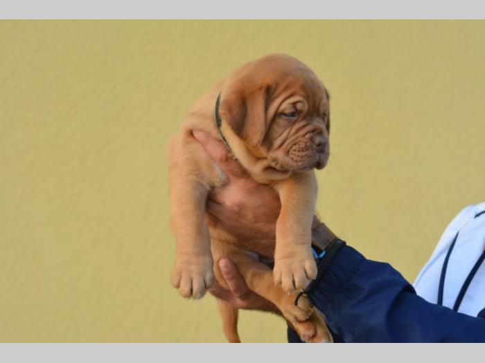 štenci bordoške doge vrhunske krvne linije besplatni mali oglasi