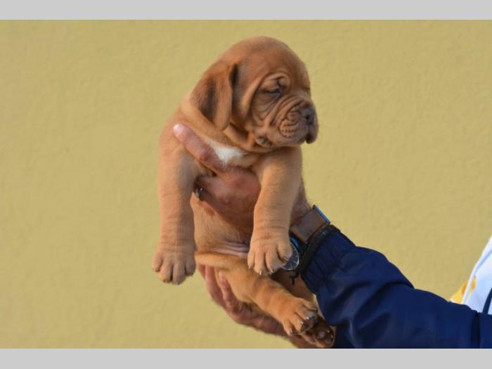 štenci bordoške doge vrhunske krvne linije besplatni mali oglasi