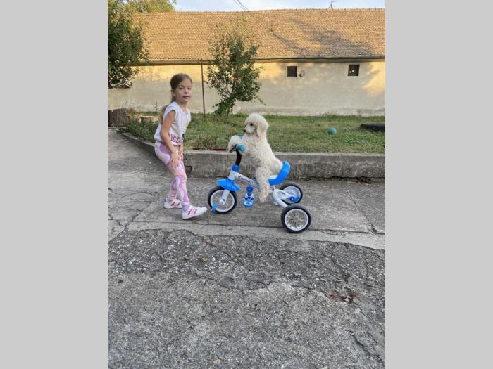 na prodaju štenci kraljevske pudle besplatni mali oglasi
