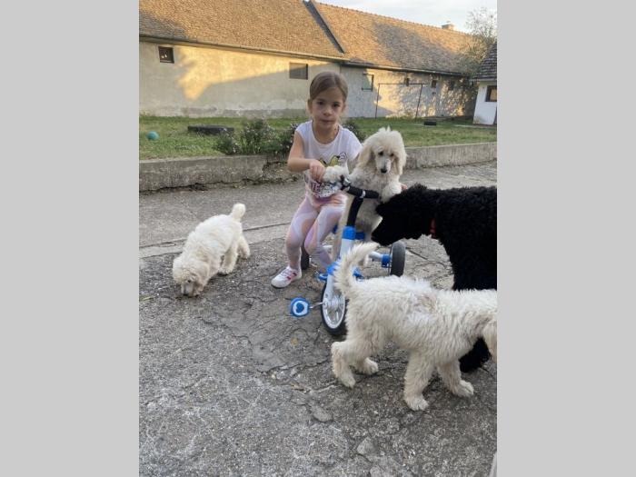 na prodaju štenci kraljevske pudle besplatni mali oglasi