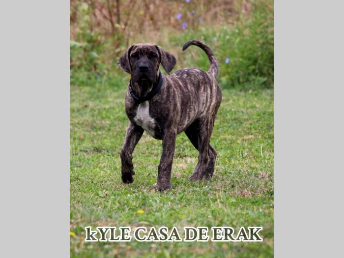 presa canario prelepi štenci besplatni mali oglasi