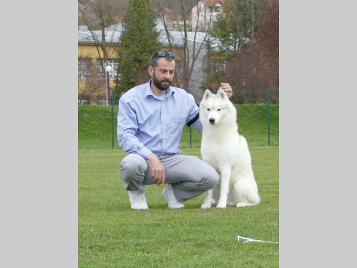 sibirski haski mužjak besplatni mali oglasi