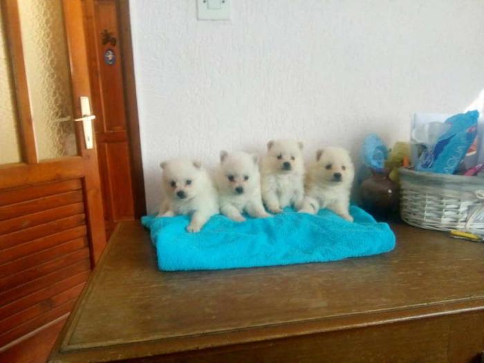 nemački mali špicevi iz više legala besplatni mali oglasi
