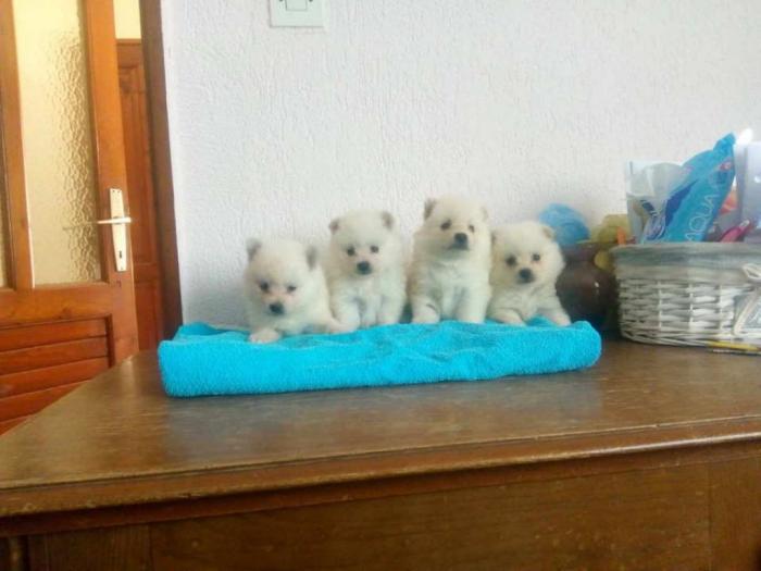 nemački mali špicevi iz više legala besplatni mali oglasi