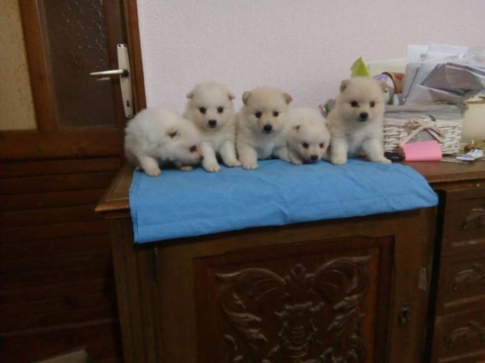 nemački mali špicevi iz više legala besplatni mali oglasi