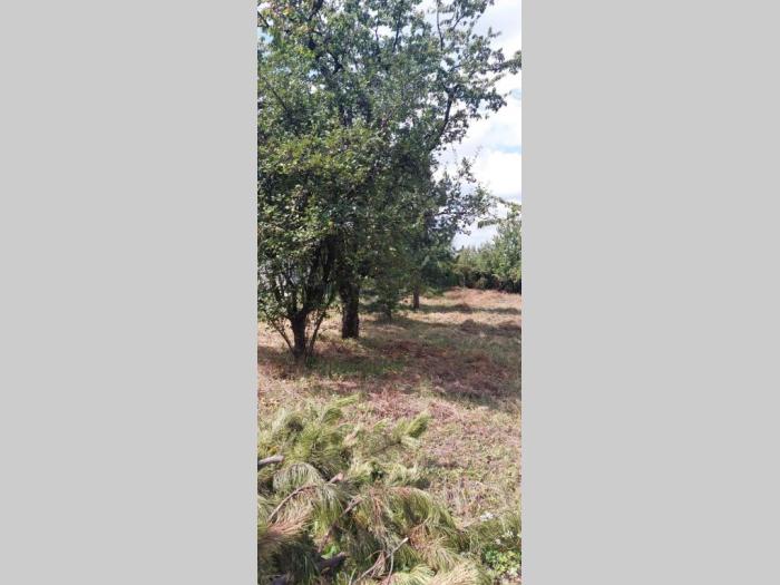 prodajem odličan plac u lipovici, 10 ari ko sremcica opština čukarica besplatni mali oglasi
