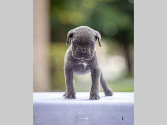 na prodaju štenci cane corsa besplatni mali oglasi