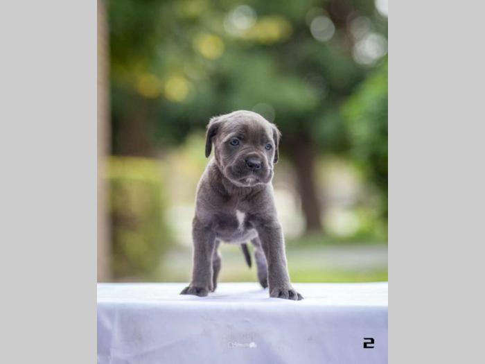 na prodaju štenci cane corsa besplatni mali oglasi